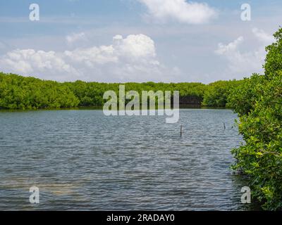 Mangrovenwälder in Lac Bay, Lake Goto, Bonaire. Sie können mit einem Kajak hindurchsegeln. Es ist ruhiges Wasser und ein wolkiger Himmel. Es liegt in einem Naturschutzgebiet. Stockfoto