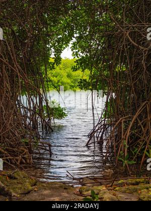 Nahaufnahme von Mangrovenwäldern und Mangrovenwurzeln auf Bonaire. Ein kleines Stück Sand, wo man in die Lac Bay, Niederlande Antillen, ins Wasser gehen kann Stockfoto