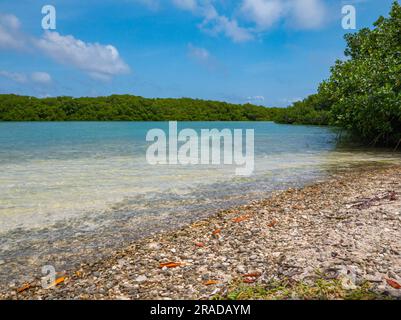 Mangrovenwälder in Lac Bay, Bonaire. Sie können mit einem Kajak hindurchsegeln. Ein Stück Muschelstrand ist im Vordergrund zu sehen. Es ist ruhiges Wasser. Stockfoto