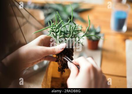 Erfahrene Vorbereitung einer jungen Sukulente für die Pflanzung im Florarium Stockfoto