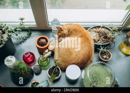 Eine rothaarige Ingwerkatze wird aufgerollt und schläft auf dem Fensterbrett mit Blumen Stockfoto