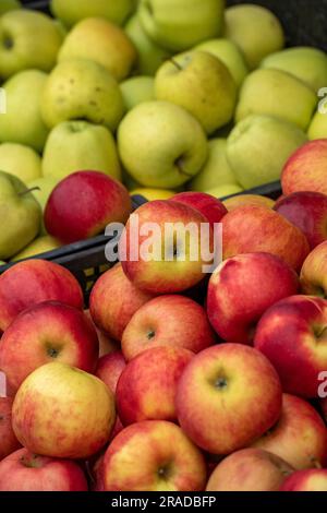 Nahaufnahme frischer roter und grüner Äpfel auf einem Marktstand. Frisches Obst auf einem Marktstand. Stockfoto