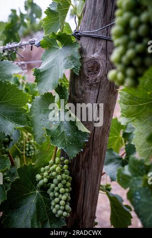 Angabe einer Rebfläche mit Trauben auf einer Rebfläche in der Weinregion der Ursprungsbezeichnung Priorat in der Provinz Tarragona in Katalonien Spanien Stockfoto