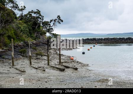 Ebbe-Schlammflächen im Maraetai Harbour östlich von Auckland auf der neuseeländischen Nordinsel. Maraetai liegt an der Tāmaki-Straße im Hauraki-Golf. Stockfoto