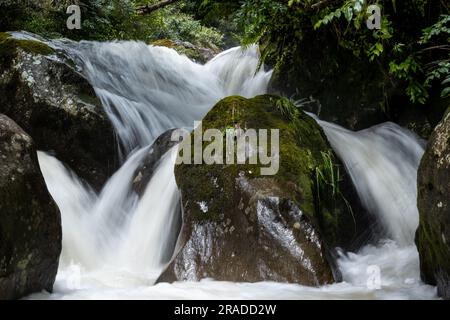 Die Stromschnellen am Waione Stream – eine Raststätte für Wasserfälle auf dem Pureora-Ongarue Timber Trail in der Nähe von Taumarunui in King Country, Nordinsel, Neuseeland. Stockfoto