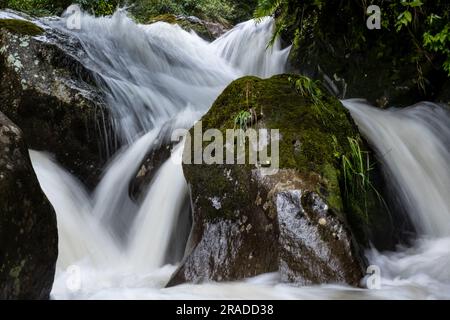 Die Stromschnellen am Waione Stream – eine Raststätte für Wasserfälle auf dem Pureora-Ongarue Timber Trail in der Nähe von Taumarunui in King Country, Nordinsel, Neuseeland. Stockfoto