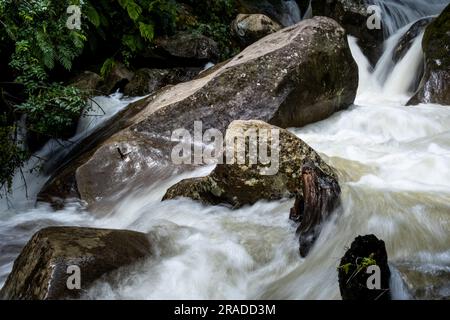 Die Stromschnellen am Waione Stream – eine Raststätte für Wasserfälle auf dem Pureora-Ongarue Timber Trail in der Nähe von Taumarunui in King Country, Nordinsel, Neuseeland. Stockfoto