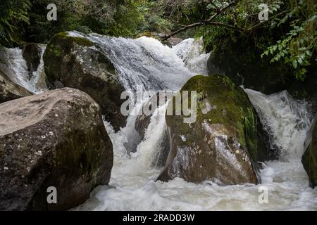 Die Stromschnellen am Waione Stream – eine Raststätte für Wasserfälle auf dem Pureora-Ongarue Timber Trail in der Nähe von Taumarunui in King Country, Nordinsel, Neuseeland. Stockfoto