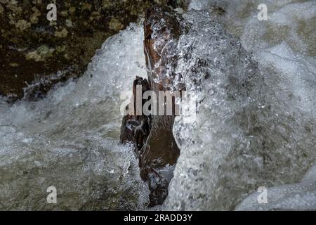 Die Stromschnellen am Waione Stream – eine Raststätte für Wasserfälle auf dem Pureora-Ongarue Timber Trail in der Nähe von Taumarunui in King Country, Nordinsel, Neuseeland. Stockfoto