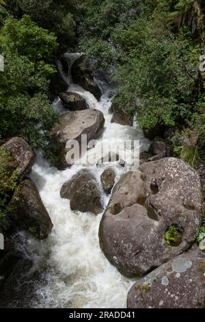 Die Stromschnellen am Waione Stream – eine Raststätte für Wasserfälle auf dem Pureora-Ongarue Timber Trail in der Nähe von Taumarunui in King Country, Nordinsel, Neuseeland. Stockfoto