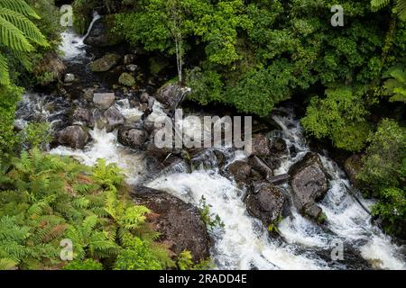 Die Stromschnellen am Waione Stream – eine Raststätte für Wasserfälle auf dem Pureora-Ongarue Timber Trail in der Nähe von Taumarunui in King Country, Nordinsel, Neuseeland. Stockfoto