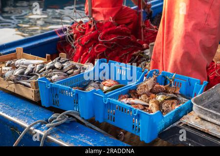 Verkauf von Fisch aus kleinen Fischerbooten, Fischmarkt in Trapani, Sizilien Stockfoto