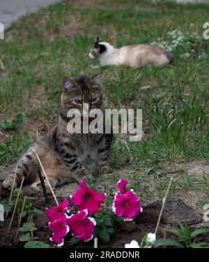 Foto einer Katze, die auf dem Gras neben einem Blumenbeet auf der Straße sitzt Stockfoto