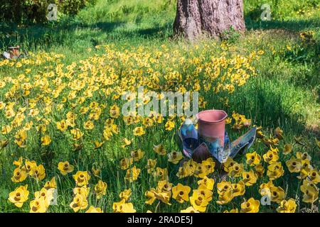 Im Park von Lowther Castle in Cumbria, Großbritannien, werden zehntausend Narzissen-Keramikskulpturen ausgestellt. Stockfoto