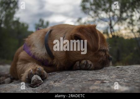 Mein Hund Nami schläft auf einem Felsen in der Sierra de Mariola, mit dem Fokus des Fotos auf dem Stein unter ihrer Pfote, Spanien Stockfoto