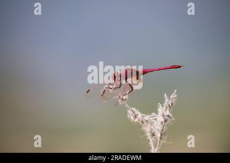 Rote Pfeillibelle hoch oben auf einem trockenen Ast in der Albufera de Gaianes mit wunderschönem blauen Bokeh der Lagune Stockfoto