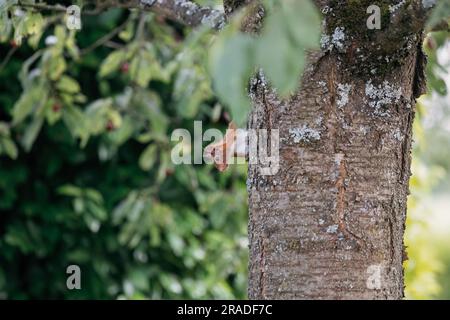 Rotes Eichhörnchen in einem Baum im Garten im warmen Frühlingslicht in Deutschland, Europa Stockfoto