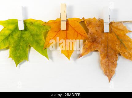 Herbstblätter auf Papier mit bunten Bleistiften Brillenrahmen ohne Mockup Stockfoto