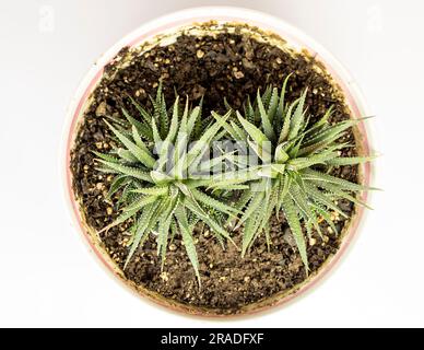 Haworthia fasciata zebra cactus im Topf. Draufsicht Stockfoto