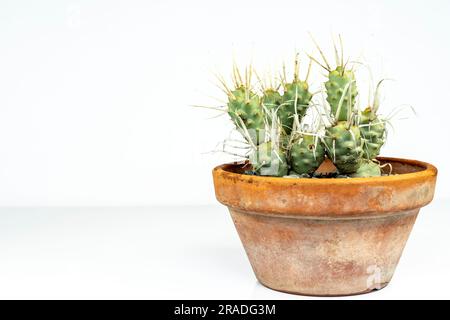 Opuntia articulata, Papierwirbelsäulen-Kaktus in einem Tontopf isoliert auf weißem Hintergrund Stockfoto