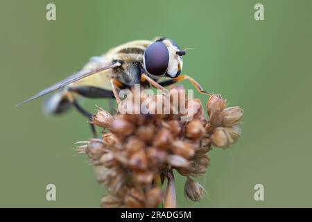 Makrobild einer paläarktischen Schwebefliege, die die zusammengesetzten Augen im Detail zeigt Stockfoto