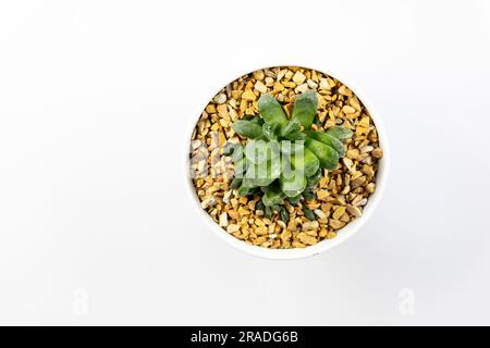 Haworthia truncata-Pferdezähne, Draufsicht auf weißem Hintergrund Stockfoto