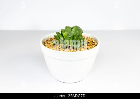 Haworthia truncata sukculent isoliert auf weißem Hintergrund Stockfoto