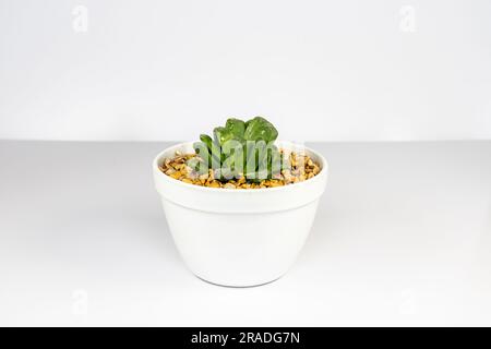 Haworthia truncata, lokal als Pferdezähne bekannt, ist eine Art saftiger Pflanze der Gattung Haworthia. Stockfoto