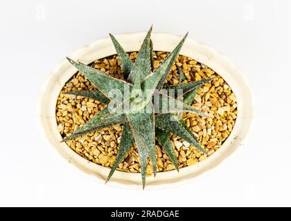 Rosa rote Aloe-saftige Pflanze. Draufsicht. Stockfoto