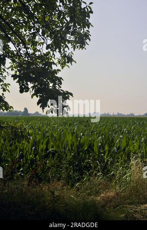 Maisfeld, das sich bis zum Horizont erstreckt, und Baumzweige an einem klaren Himmel, der es umrahmt Stockfoto