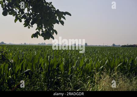 Maisfeld, das sich bis zum Horizont erstreckt, und Baumzweige an einem klaren Himmel, der es umrahmt Stockfoto