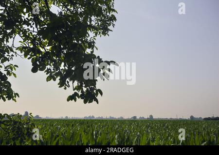 Maisfeld, das sich bis zum Horizont erstreckt, und Baumzweige an einem klaren Himmel, der es umrahmt Stockfoto