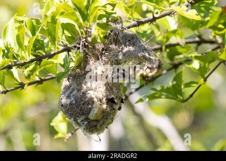 Eine von Eastern Violet unterstützte Sunbird, die aus ihrem hervorragend getarnten Nest kommt. Feine Vegetationsstränge werden durch Spinnennetz zusammengehalten. Stockfoto