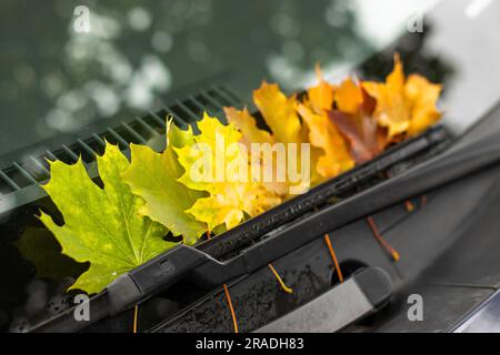 Herbstblätter auf Papier mit bunten Bleistiften Brillenrahmen ohne Mockup Stockfoto