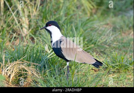 Der Sturmflügelläufer Lapwing gehört nicht zu den gebräuchlichsten in der Familie, sondern ist ein Vogel aus Feuchtgebieten und Flusssystemen. Ihr Handwurzelsporn ist nicht so offensichtlich. Stockfoto