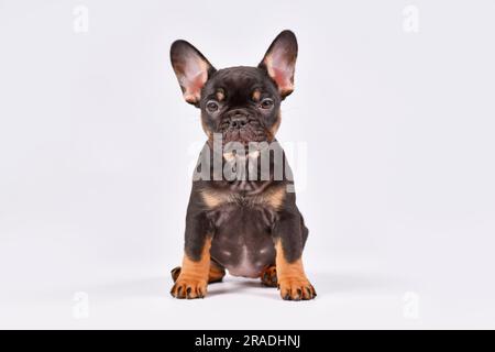 Brauner französischer Bulldog-Welpe auf weißem Hintergrund Stockfoto