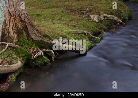 Der Fluss fließt vorbei an Moos und Baumwurzeln Stockfoto