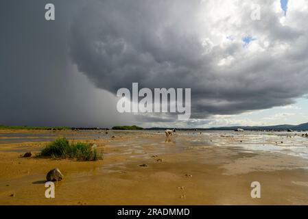 Hund im Gewitter, Lough Cullin, County Mayo, Irland Stockfoto