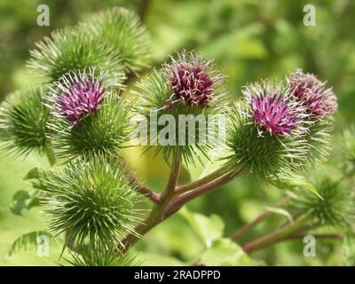 Große Klette (Arctium lappa) Stockfoto