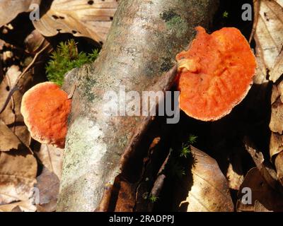 Zinnoberpolypore (Pycnoporus cinnabarinus), Zimtschwamm auf Buchenholz Stockfoto