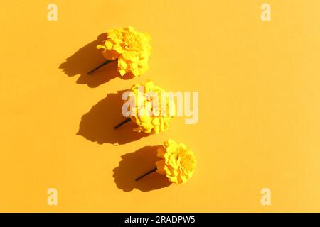 Drei gelbe Marigoldblumen auf gelbem Hintergrund mit Schatten. Modell, Nahaufnahme. Blumenlinie Borde. Werbehintergrund für Kosmetikprodukte.Draufsicht, Stockfoto