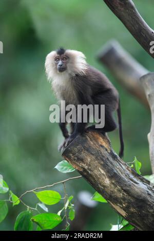 Wanderu, Löwenschwanzmakak (Macaca silenus), Indien, an Bäumen, jung, Löwenschwanzmakak, Indien Löwe folgte Macaque, Indien, jung, auf Baum Löwe Stockfoto