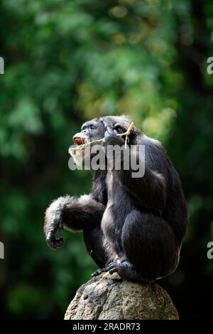 Zentraler Schimpanse (Pan troglodytes troglodytes), Erwachsener, männlicher Schimpanse, Pfanne (troglodytes troglodytes) Schimpanse, männlicher Schimpanse, Affe, Affen Stockfoto