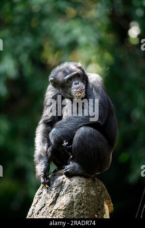 Zentraler Schimpanse (Pan troglodytes troglodytes), Erwachsener, männlicher Schimpanse, Pfanne (troglodytes troglodytes) Schimpanse, männlicher Schimpanse, Affe, Affen Stockfoto