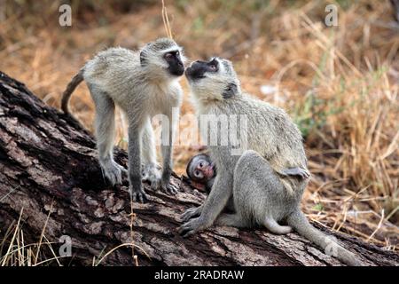 Vervet-Affe (Cercopithecus aethiops), Kruger-Nationalpark, Südafrika, Erwachsener, weiblich, Mit Kätzchen, auf Bäumen, Pflege, Sozialverhalten Vervet Stockfoto