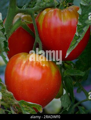 Reife Rindertomaten auf der Rebe Stockfoto