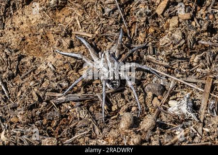 Große Fuchs-Spinne (Alopecosa fabrilis) eine große Spinne in der Familie Lycosidae - La Serena, Spanien. Juni 2023 Stockfoto