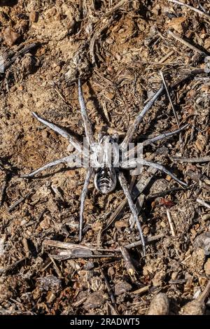 Große Fuchs-Spinne (Alopecosa fabrilis) eine große Spinne in der Familie Lycosidae - La Serena, Spanien. Juni 2023 Stockfoto