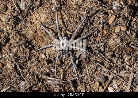 Große Fuchs-Spinne (Alopecosa fabrilis) eine große Spinne in der Familie Lycosidae - La Serena, Spanien. Juni 2023 Stockfoto