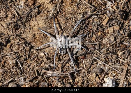 Große Fuchs-Spinne (Alopecosa fabrilis) eine große Spinne in der Familie Lycosidae - La Serena, Spanien. Juni 2023 Stockfoto